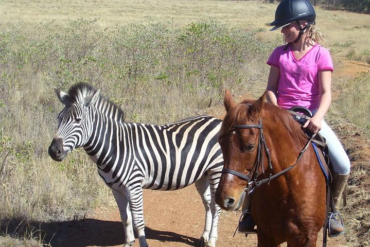 Wildlife seen on the safari